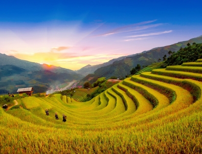DU LỊCH TÂY BẮC - ĐẾN VỚI MÙA LÚA VÀNG RỰC RỠ